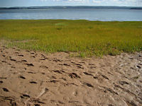 squish mud between your toes on the Minas Basin